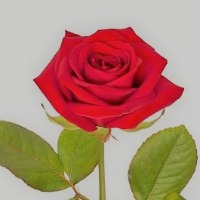 Halldis Edel Kathinka Hovsengen