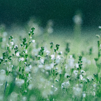 David Emanuel Eilertsen Heggom