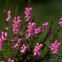 Tove Marion Kristiansen