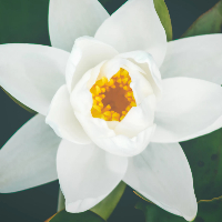 Rollaug Gulla Korrell