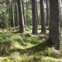 Ingolf Kristian Thorstensen