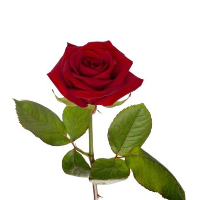 Guri Alice Skallerød