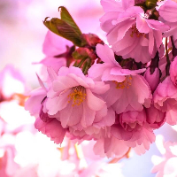 Jan Christian Westfoss